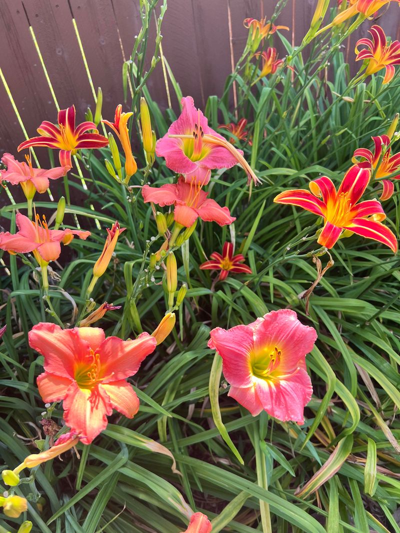 Divide Perennials Carefully