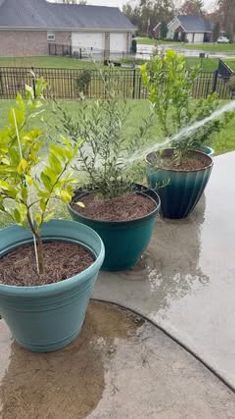 Bring Tender Plants Indoors