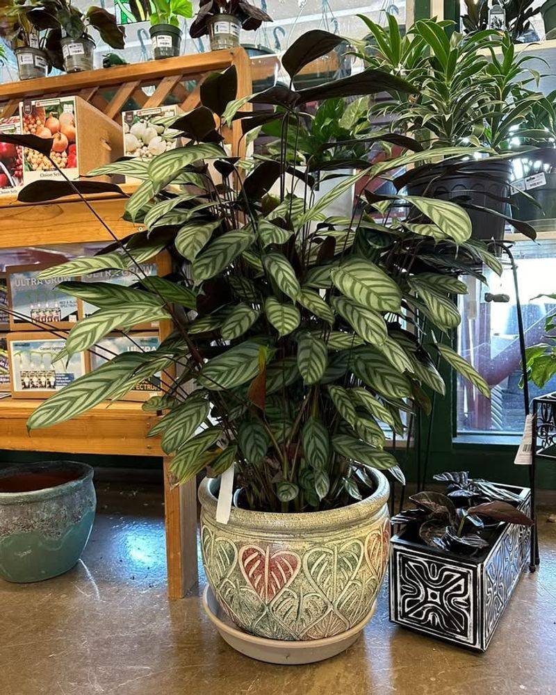 Bring Houseplants Indoors