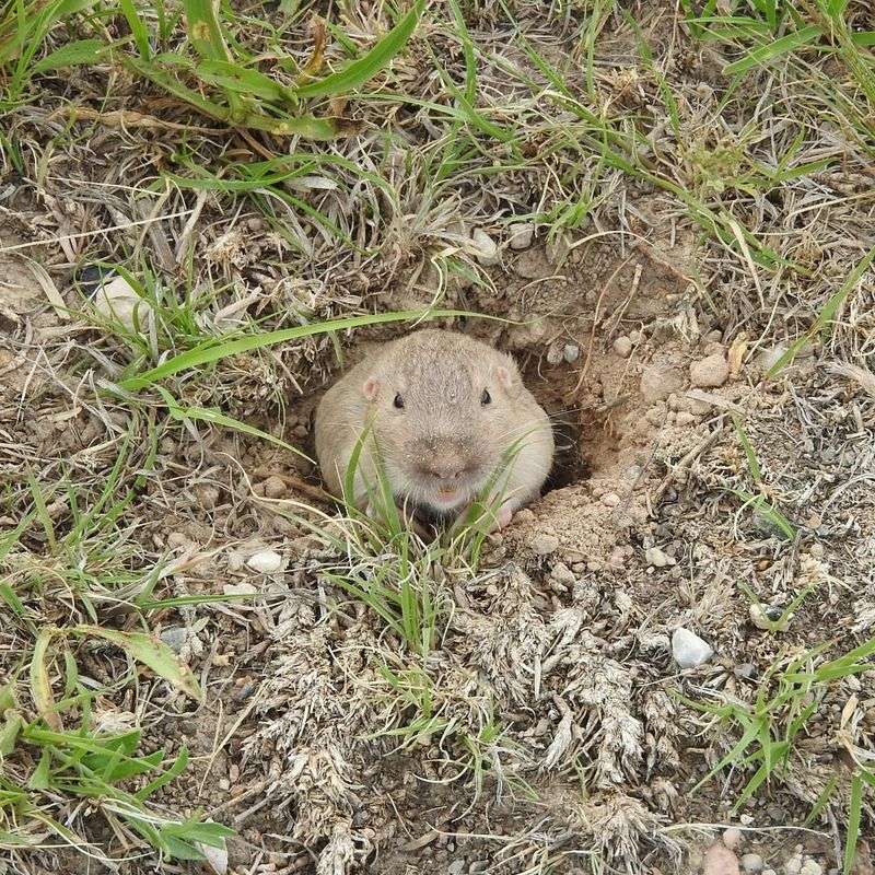 Use Pet Waste As A Territorial Marker