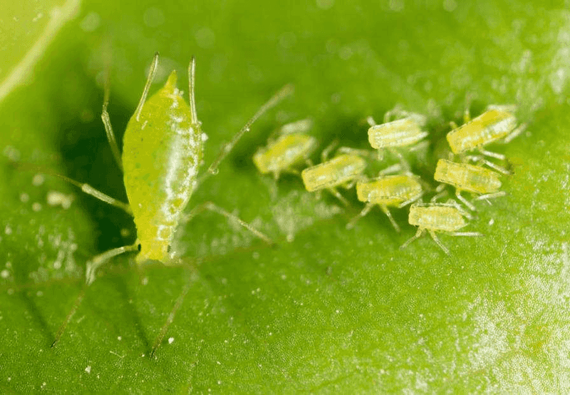 Monitor For Pests And Disease