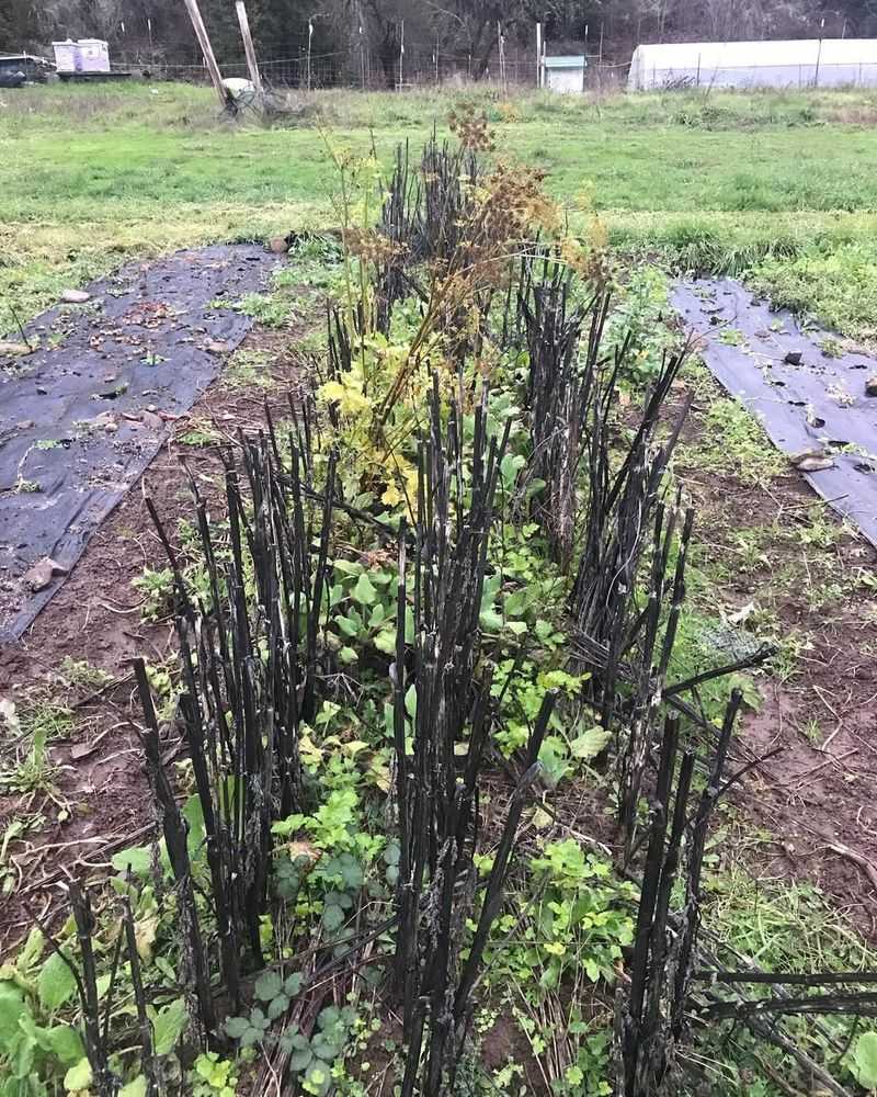 Avoid Cutting Back Perennials Too Early