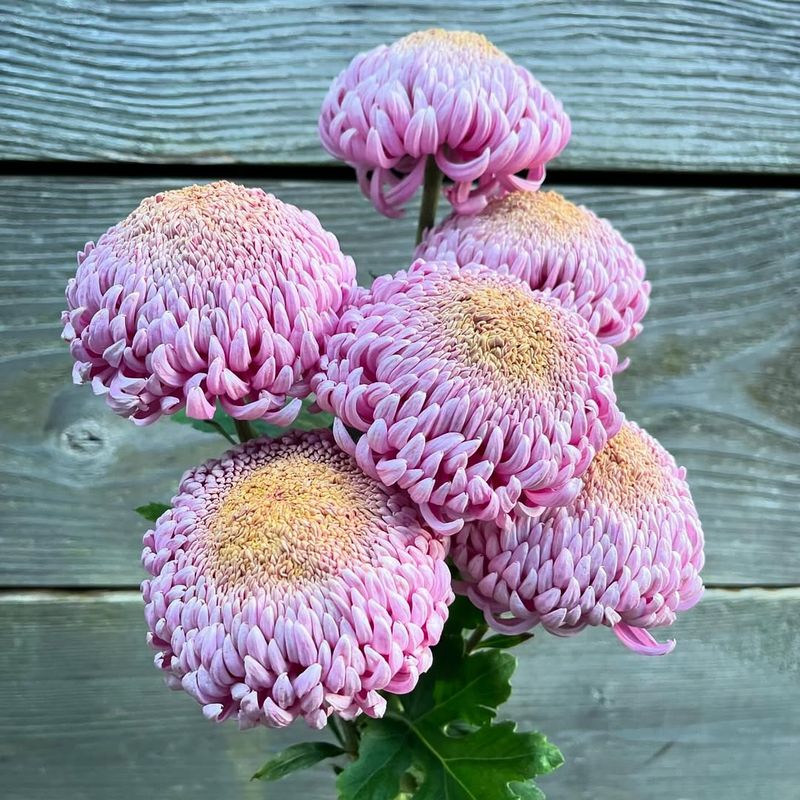 Choose Hardy Mum Varieties