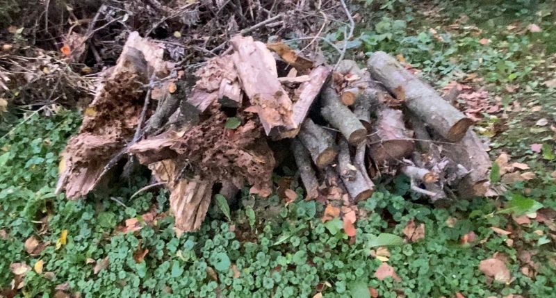Create Brush Piles For Shelter