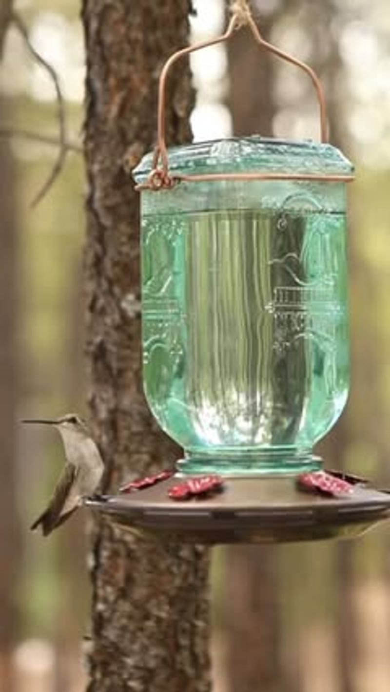 Install Multiple Nectar Feeders Around Your Yard