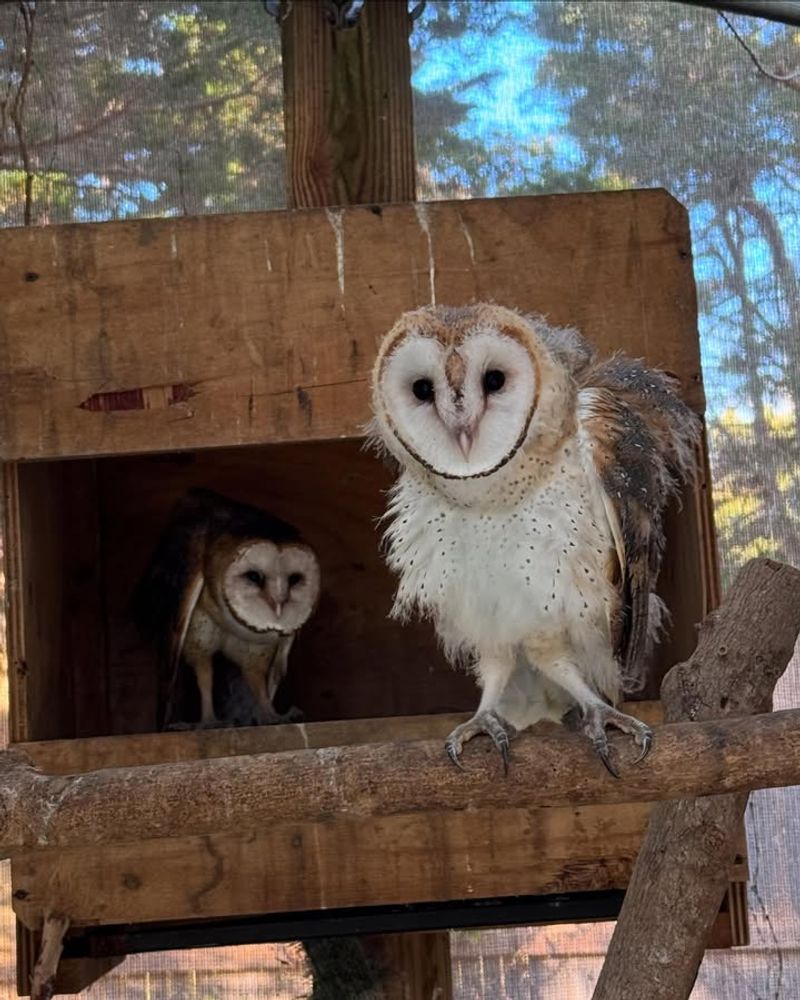 Owl Boxes For Natural Predators