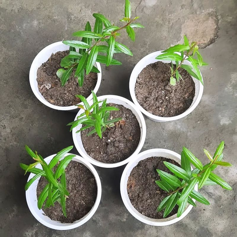 Keep Soil Consistently Moist But Not Soggy
