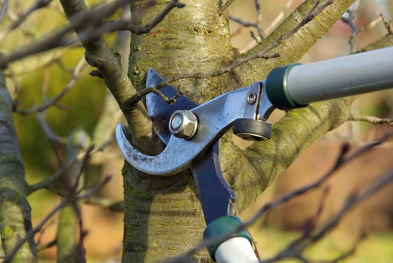 Prune Dead Or Damaged Branches