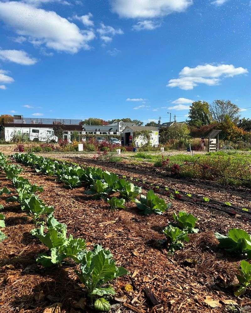 Cover Garden Beds with Cover Crops