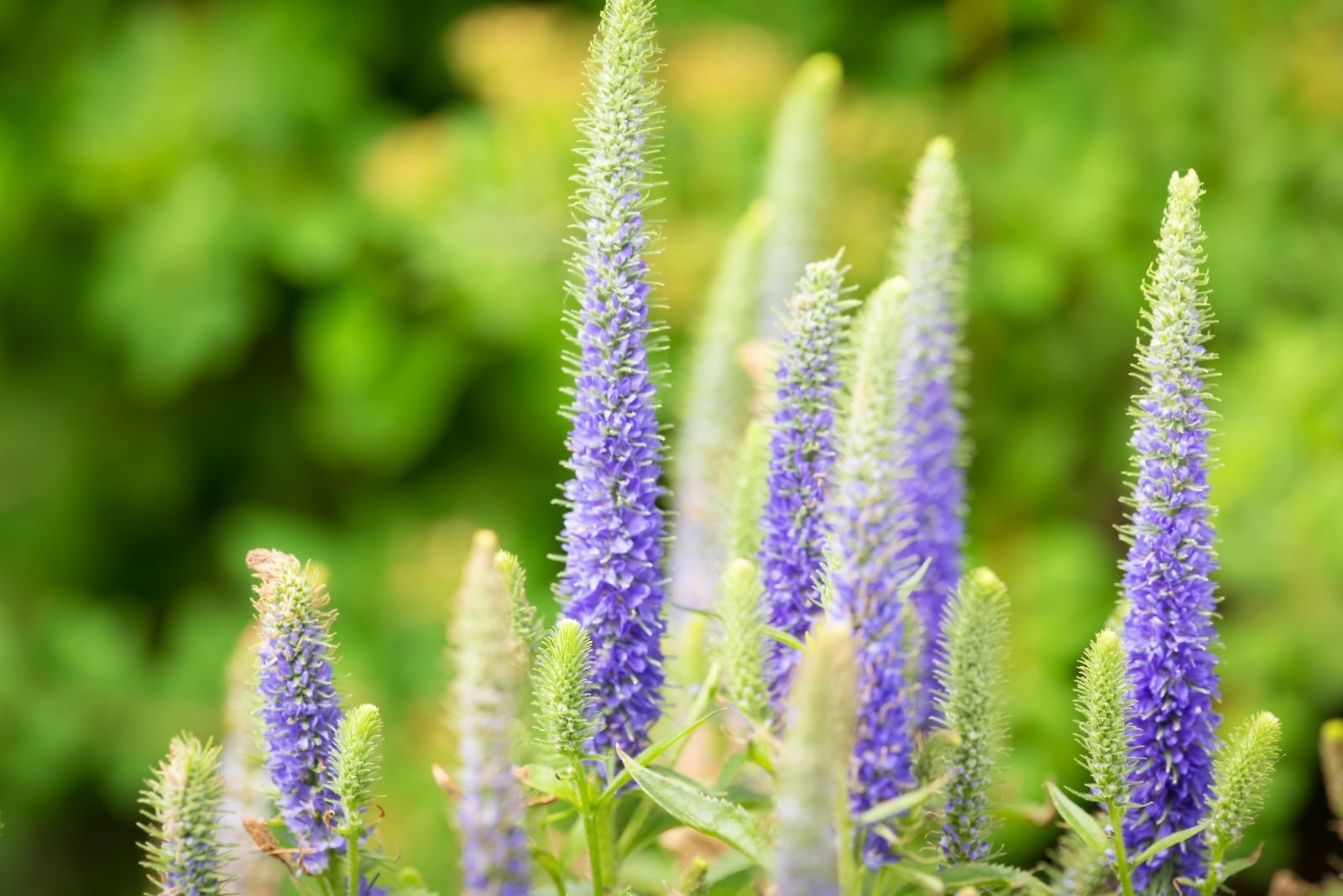 Plant This Fall Perennial In Wisconsin For An Even Better Garden Next Year