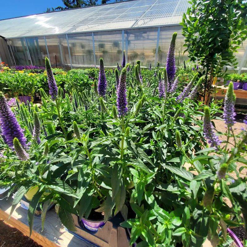 Early Root Growth Means Stronger Spring Blooms