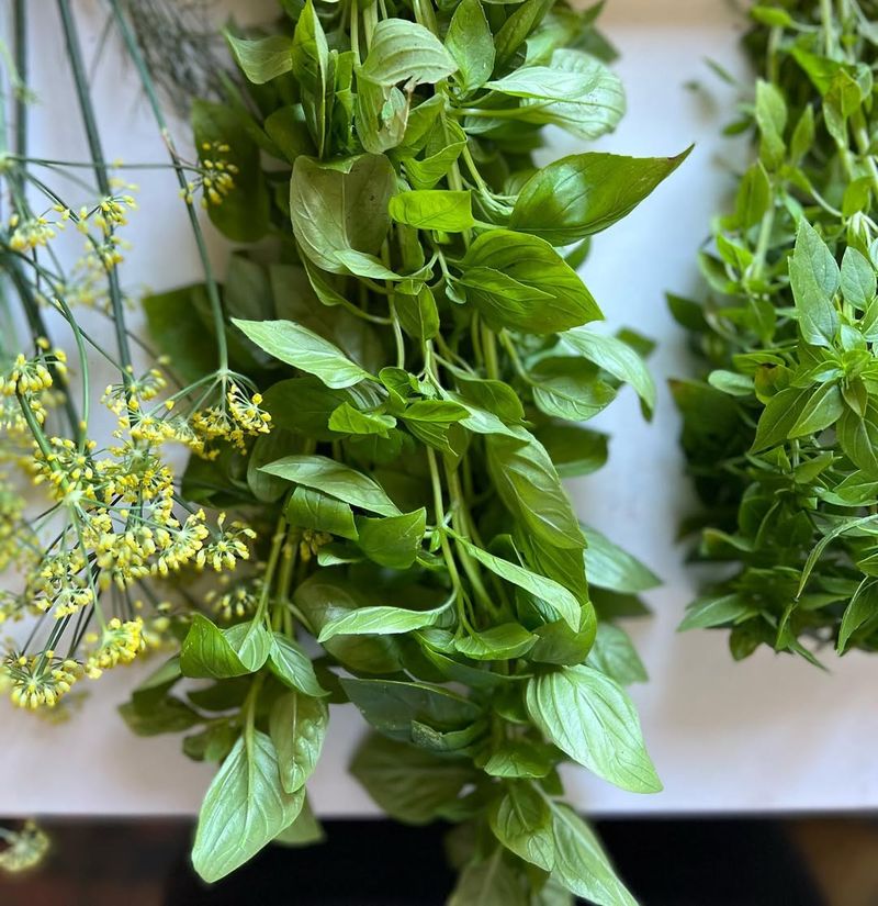 Harvest And Store Herbs