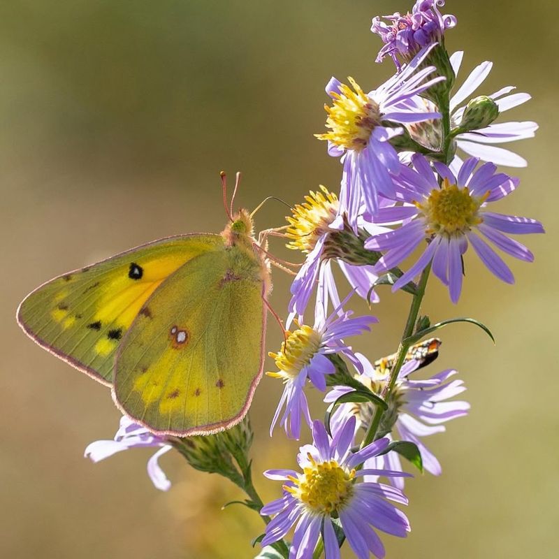 Asters Keep Blooming Through Light Frosts
