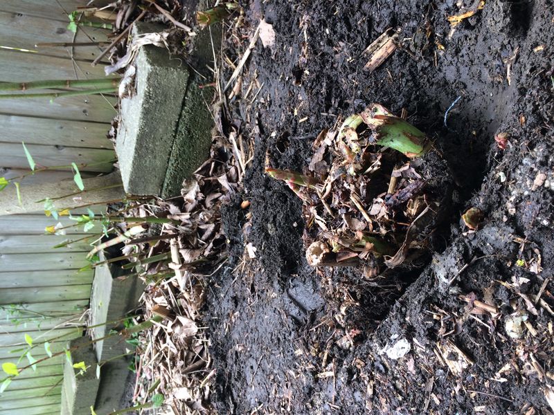 Digging Out Root Systems