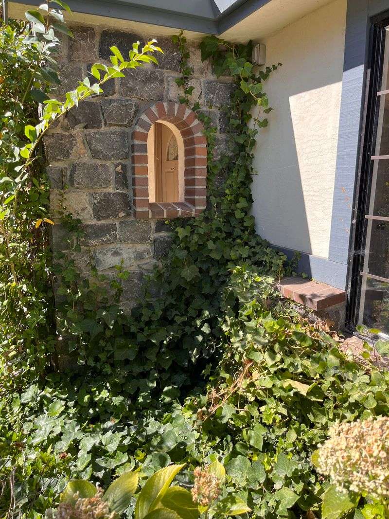 Allowing Vines to Climb Exterior Walls