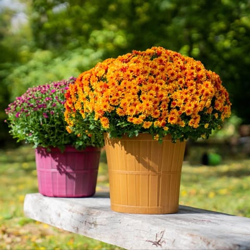 Choosing Based On Pot Color Alone
