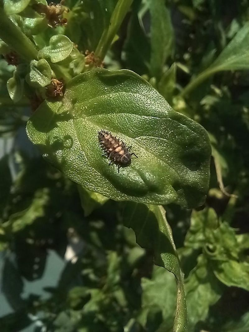Skipping Pest Management