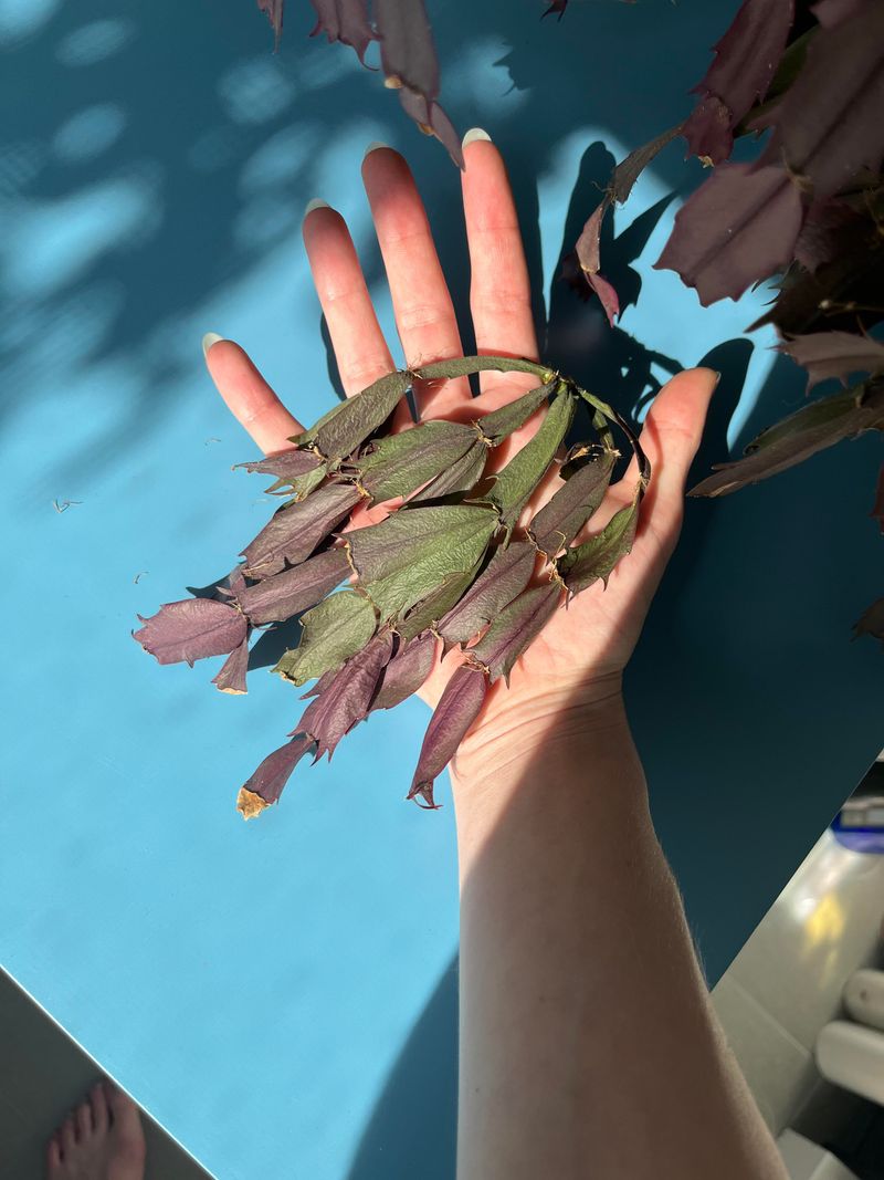 You Notice Unusual Wilting Or Softness