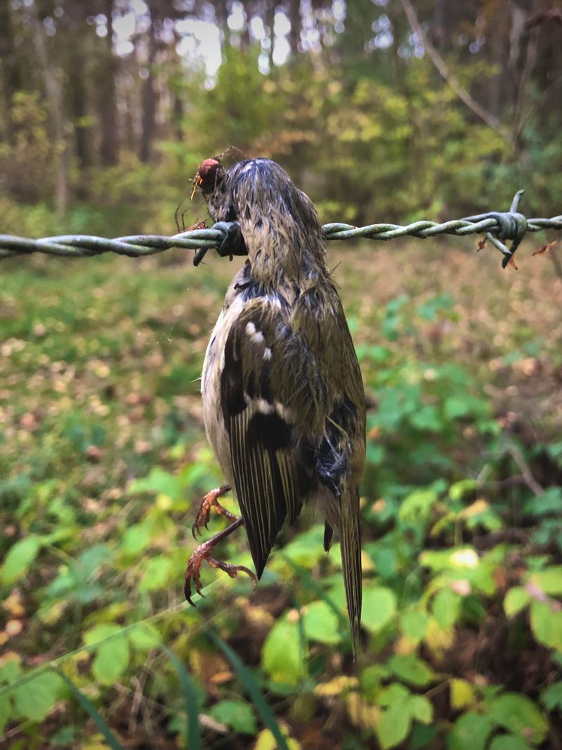 Wire Netting That Harms Birds
