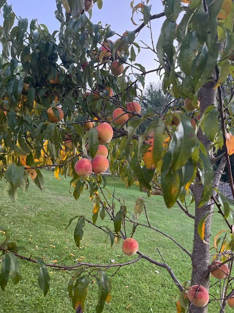 Peach Seeds