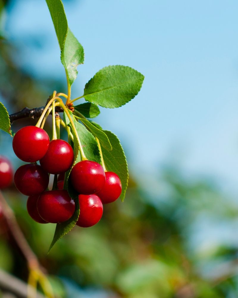 Cherry Seeds
