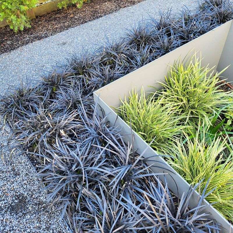 Mondo Grass (Ophiopogon japonicus)