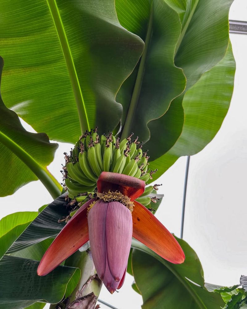 Banana Plant