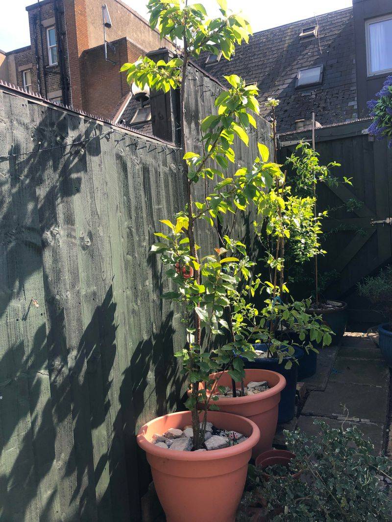 Cherries You Can Begin In Containers