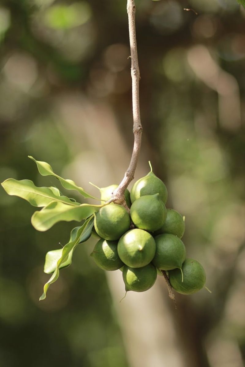 Macadamia Nuts (for pets)