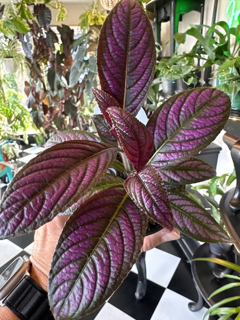 Persian Shield