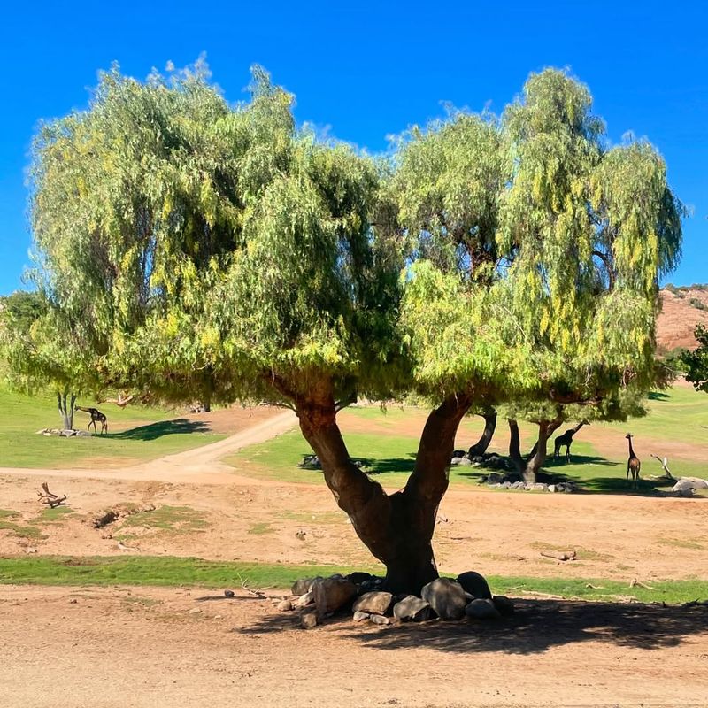 Cascading Branch Structure Creates Easy Access