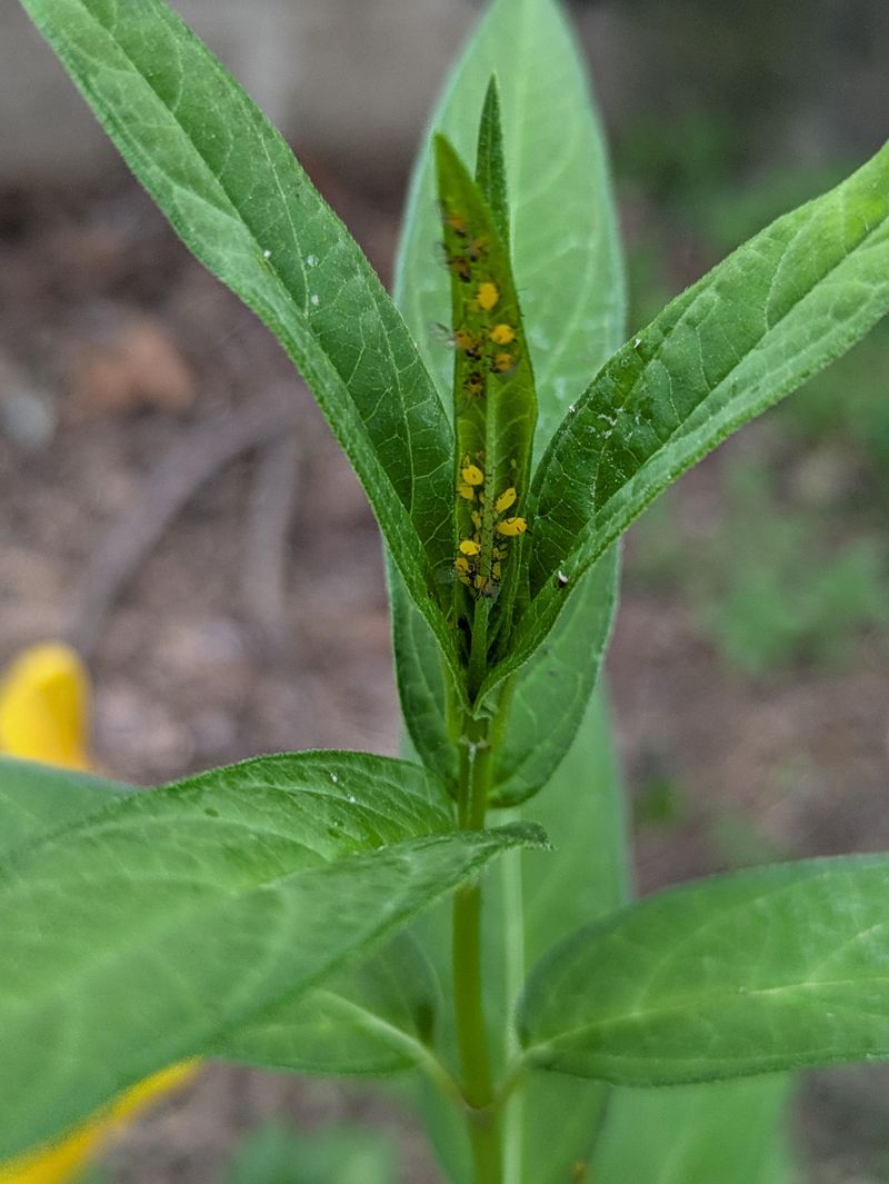 Aphid Infestation Problems