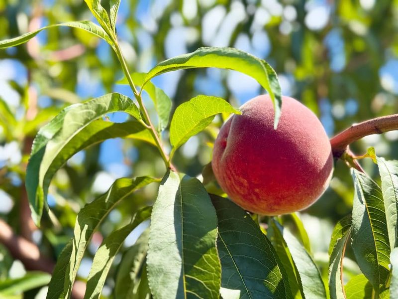 Peach