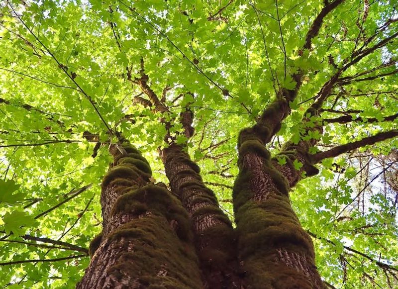 Big Leaf Maple In Riparian Areas
