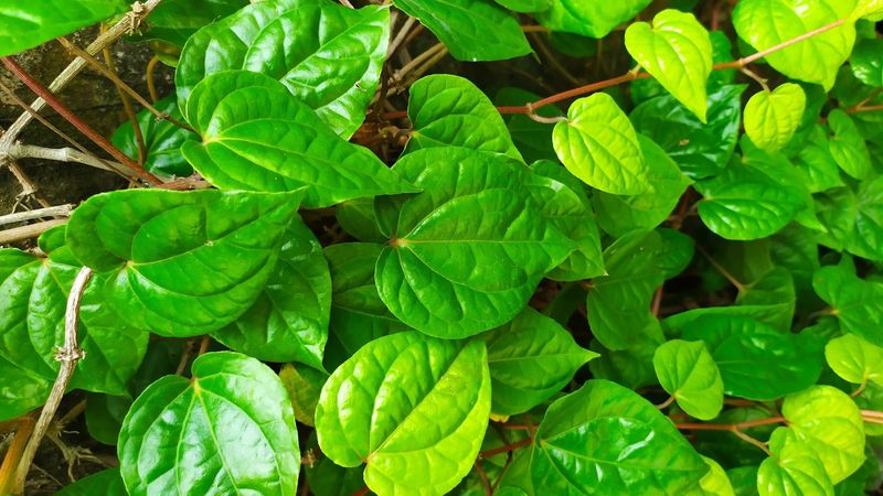 Kava's Calming Controversy
