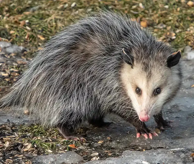 Iowa Law Protects These Marsupials