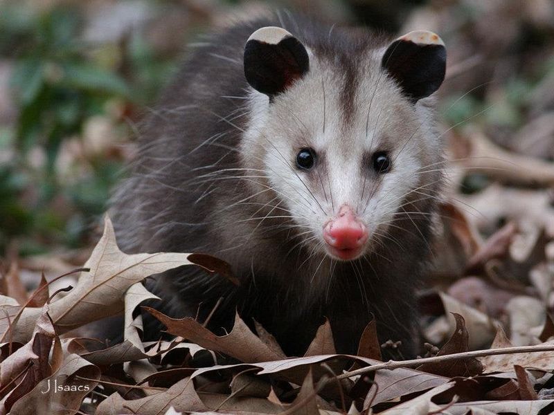 They Cannot Actually Carry Rabies