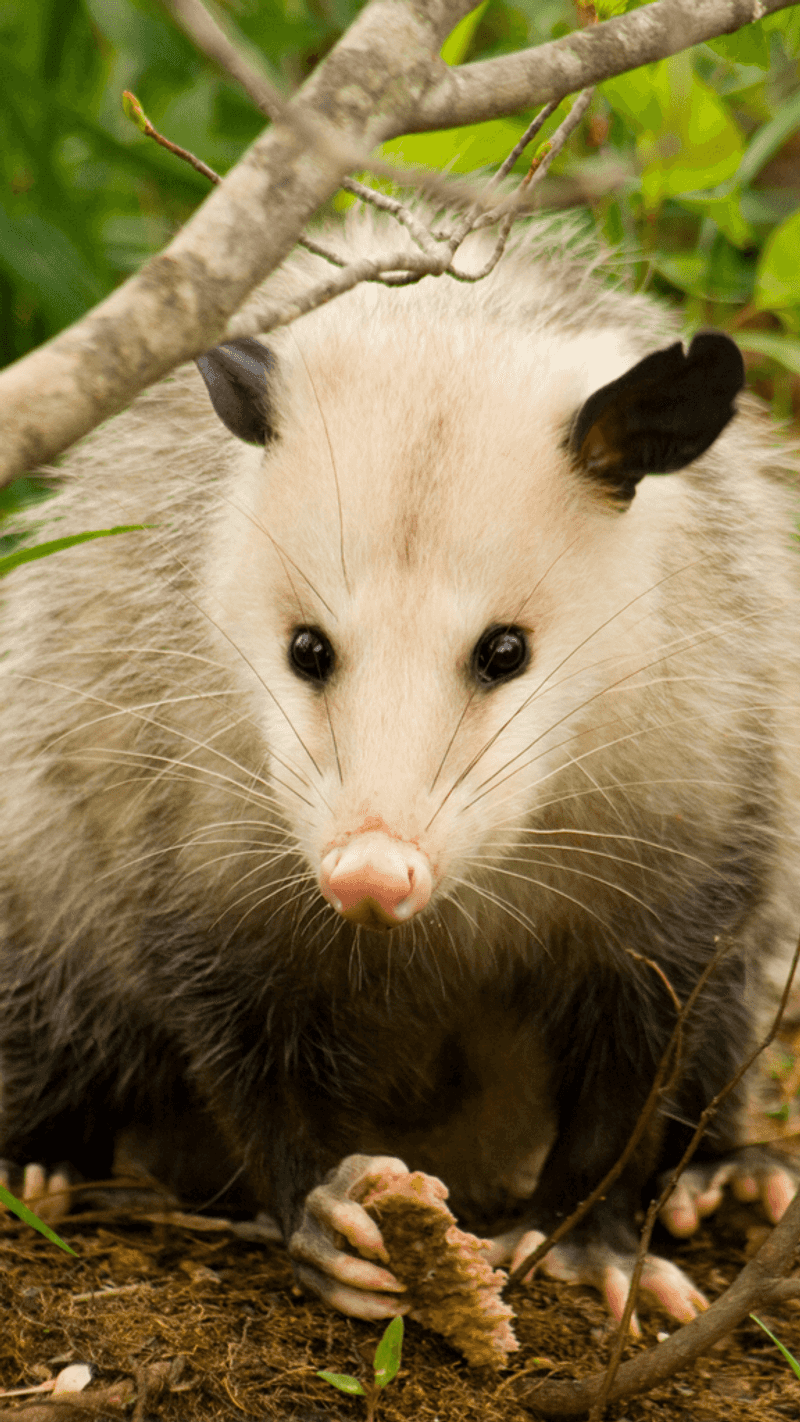 Understanding Possum Behavior Patterns