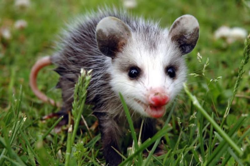 Effective Humane Deterrents Work Best