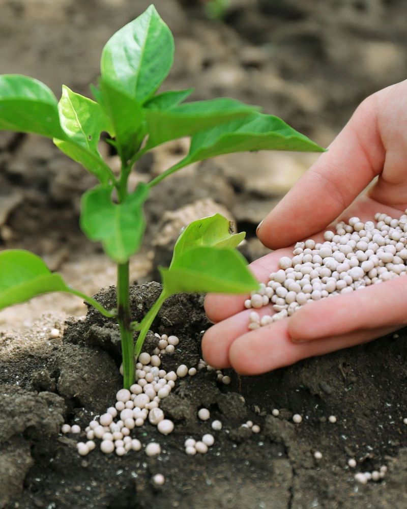 Comparing Mushroom Water To Commercial Fertilizers