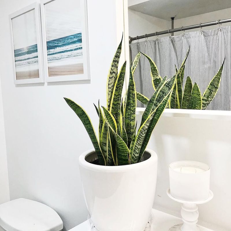 Snake Plant