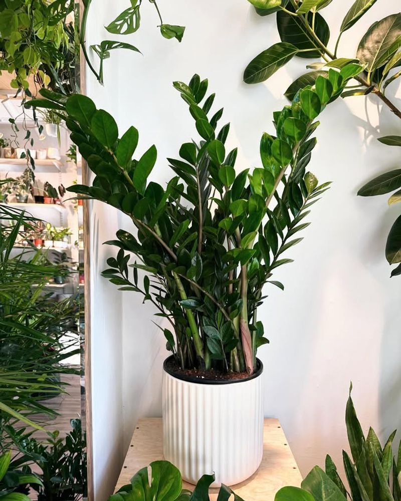 ZZ Plant