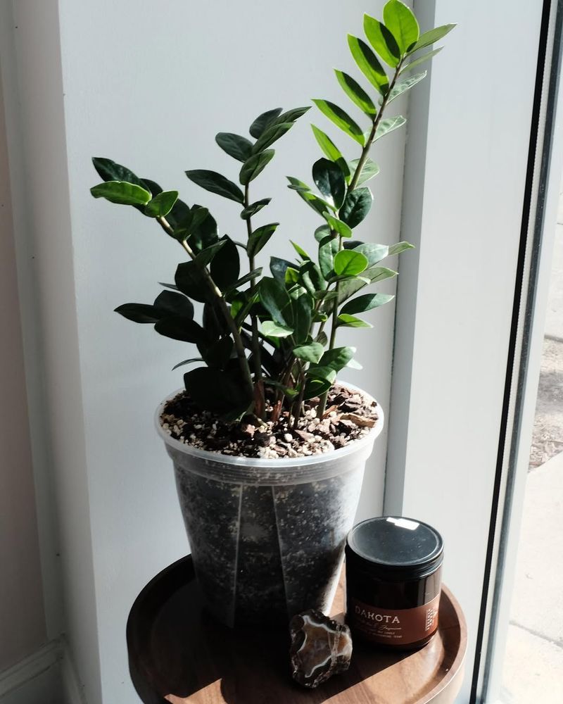 ZZ Plant