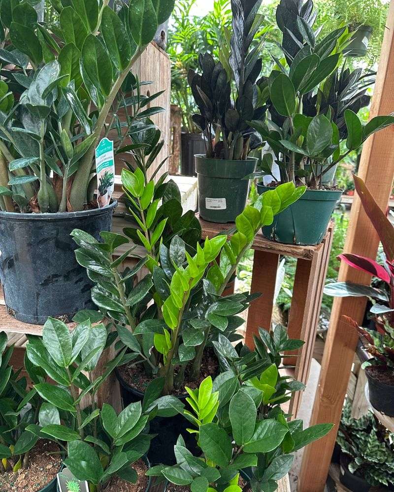 ZZ Plant (Zamioculcas zamiifolia)