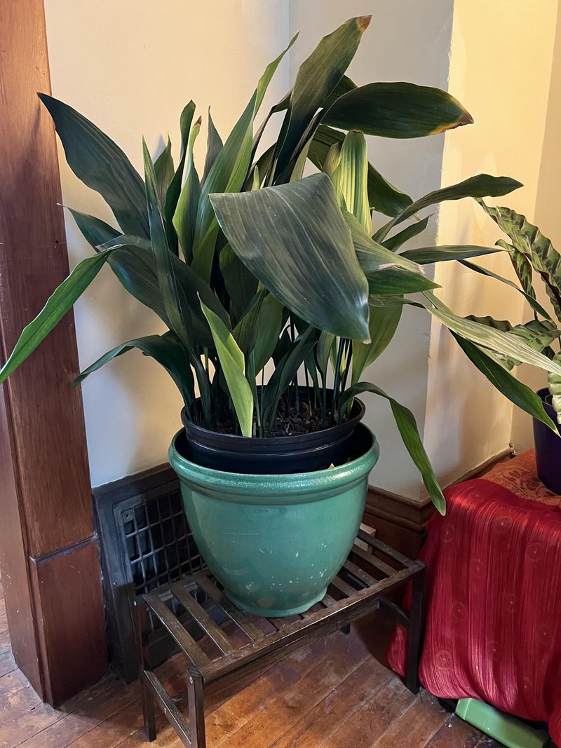 Cast Iron Plant (Aspidistra elatior)