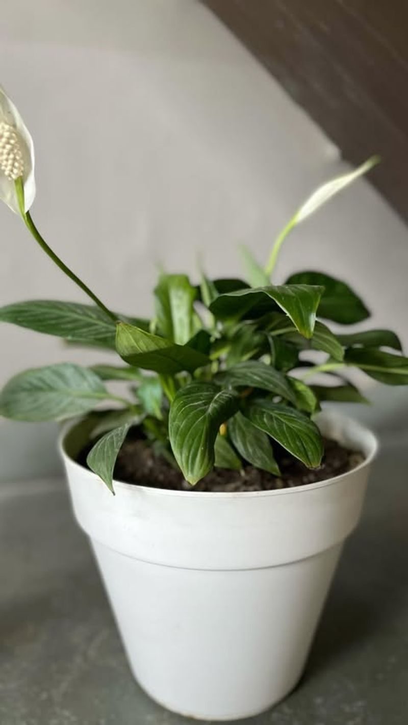 Peace Lily (Spathiphyllum)