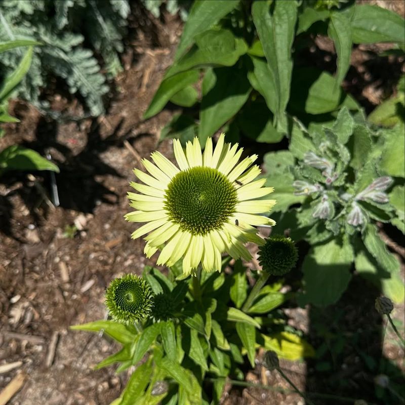 Green Jewel Coneflower