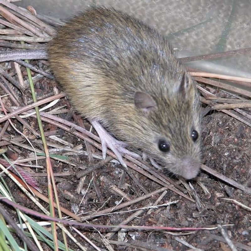 Preble's Meadow Jumping Mouse
