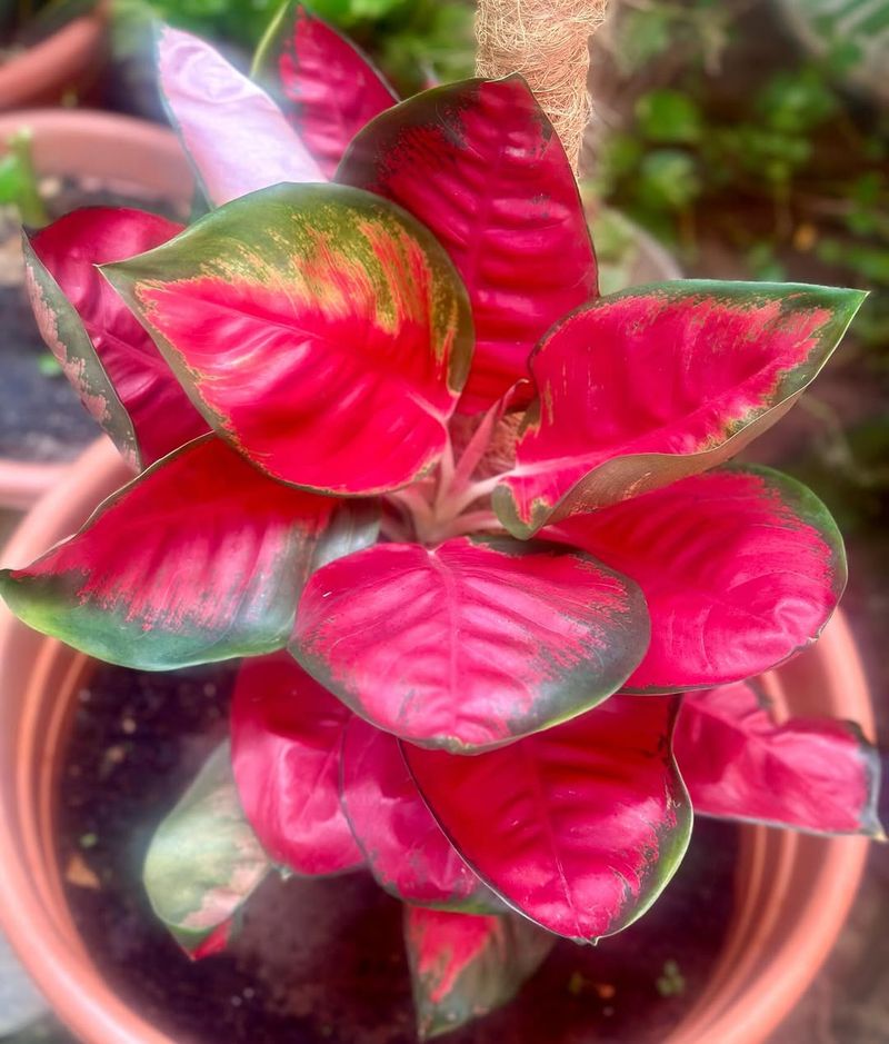 Aglaonema Red