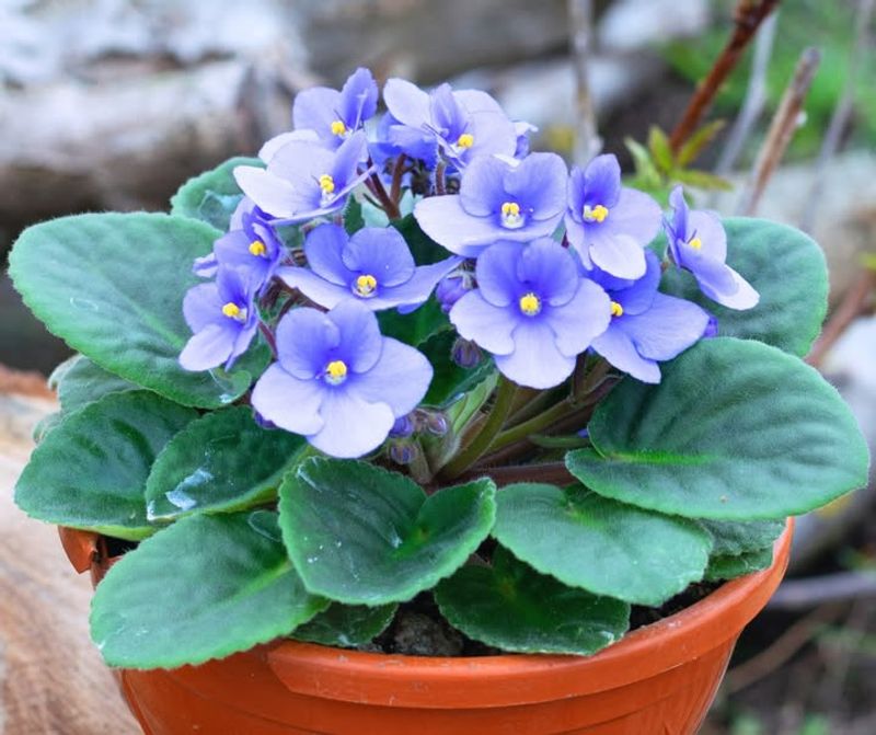 African Violet